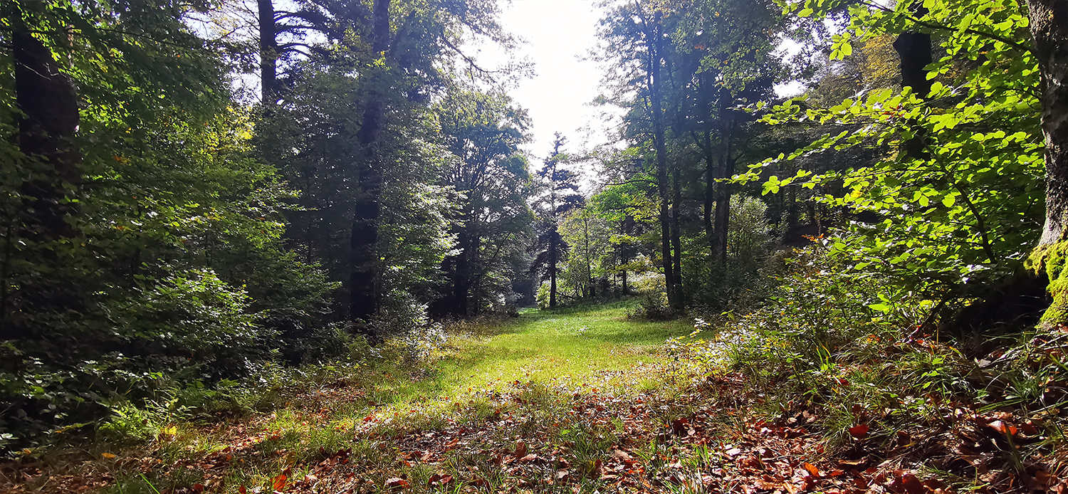 Photo 01